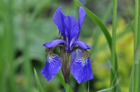 鸢尾花