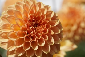 大丽花