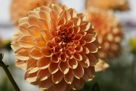 大丽花