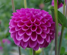 大丽花