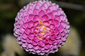 大丽花