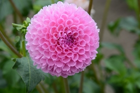 大丽花