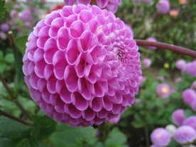 大丽花
