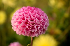 大丽花