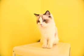 可爱的小猫