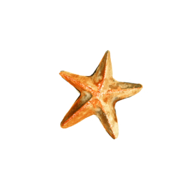 海星