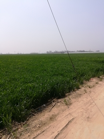 小麦地