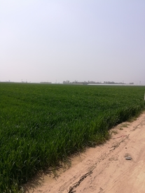 小麦地