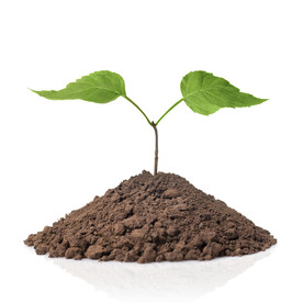 土堆生长绿色植物苗