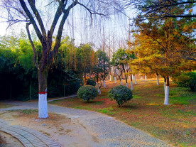 美丽的公园