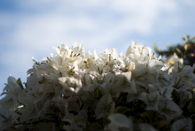 叶子花 光叶子花 苞花 花朵