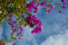 叶子花 光叶子花 苞花 花朵