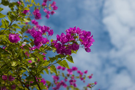 叶子花 光叶子花 苞花 花朵