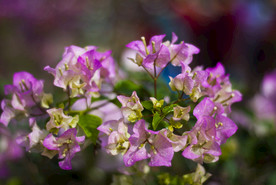 叶子花 光叶子花 苞花 花朵