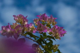 叶子花 光叶子花 苞花 花朵