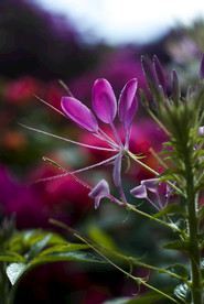 叶子花 光叶子花 苞花 花朵