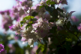 叶子花 光叶子花 苞花 花朵