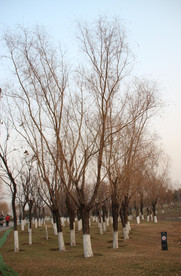 冬季公园