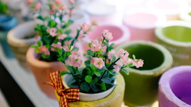 盆栽花