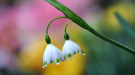 风铃花