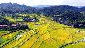 航拍 田园 秋色 金秋时节