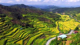 航拍 田园 秋色 金秋时节