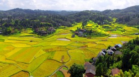 航拍 田园 秋色 金秋时节