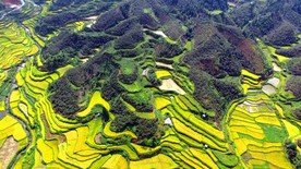 航拍 田园 秋色 金秋时节