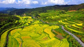 航拍 田园 秋色 金秋时节 水