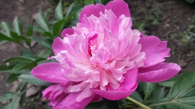牡丹花