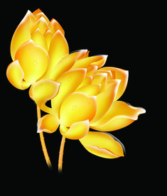 手绘金黄色荷花金色莲花