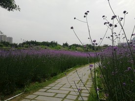 花海公园