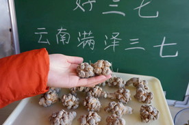 云南满泽三七20头
