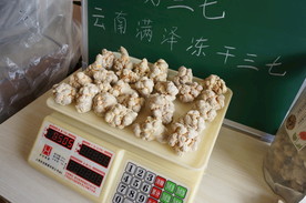 云南冻干三七