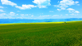草原花海