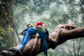 情侣生物世界鹦鹉鸟类超清壁纸