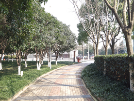 城市绿化