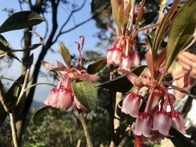 吊钟花