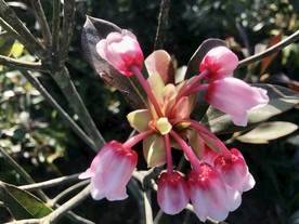 吊钟花