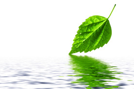 水面上的一片树叶图片