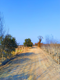 蓝天下的乡村风景