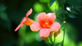 凌霄花