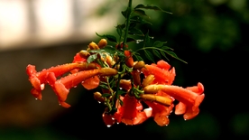 凌霄花