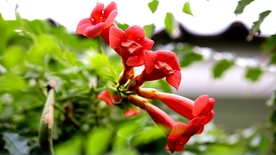 凌霄花