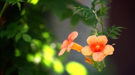 凌霄花