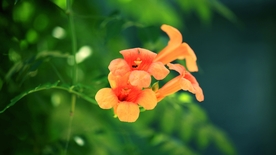 凌霄花