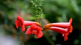 凌霄花