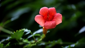 凌霄花