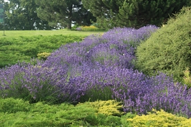 薰衣草