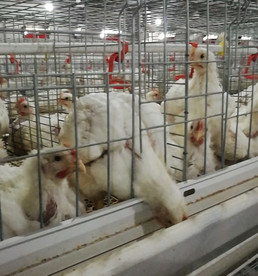 现代化肉鸡养殖